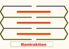 Das Sarkomer als schematische Darstellung